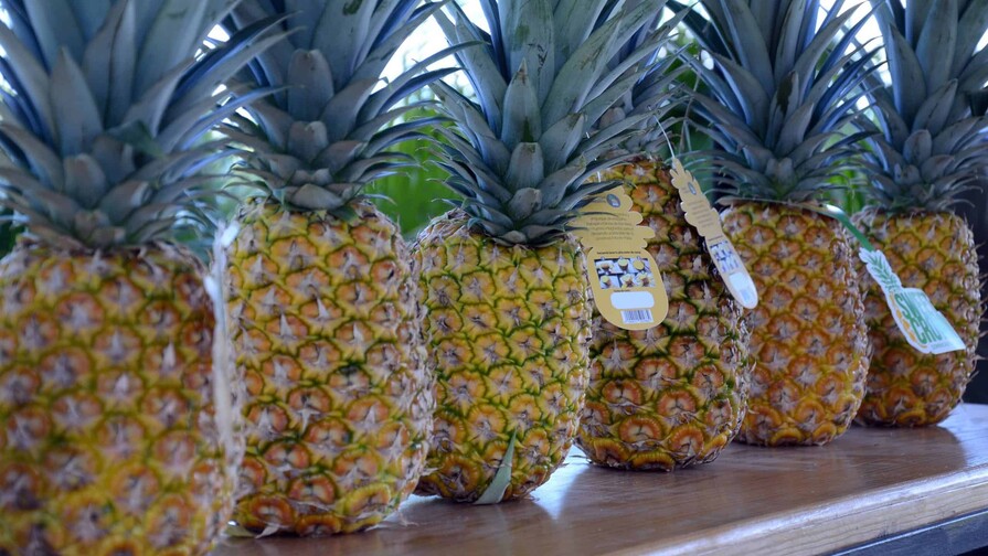 La piña de Monte Plata y la productividad como camino al valor