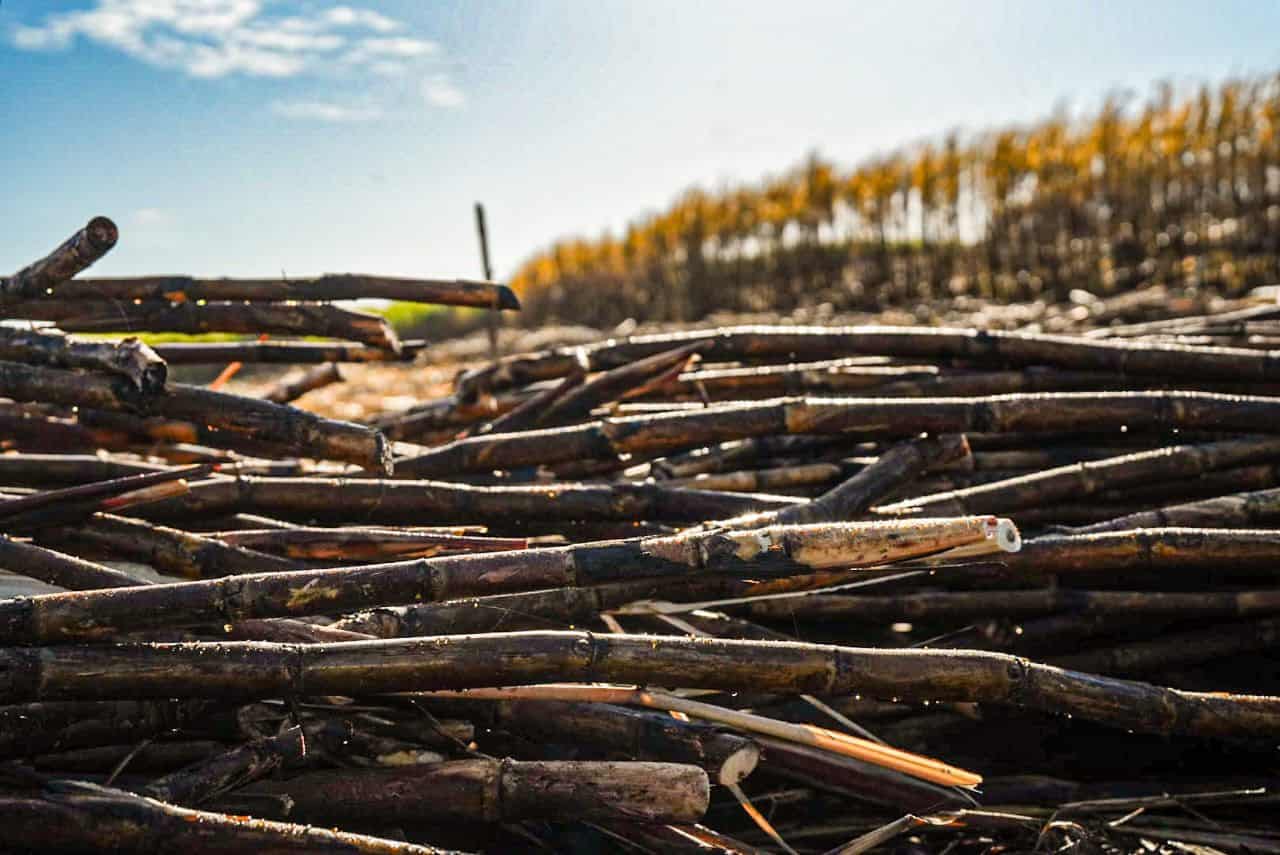 El territorio que aprendió a producir futuro